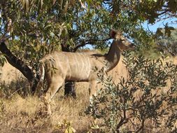 Image of Greater Kudu