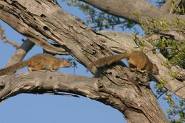 Image of Smith's Bush Squirrel