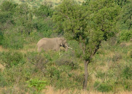 Image of African bush elephant