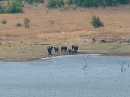 Image of African bush elephant