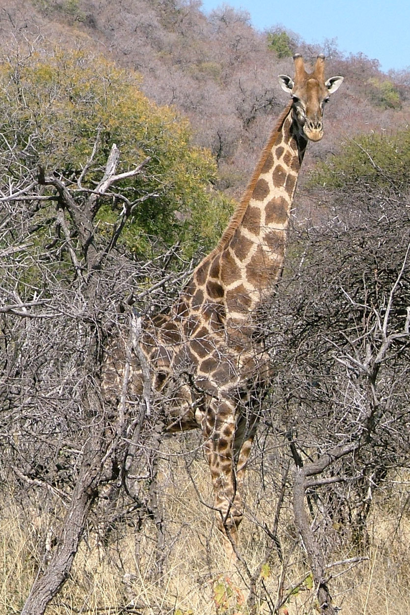 Image of South African Giraffe