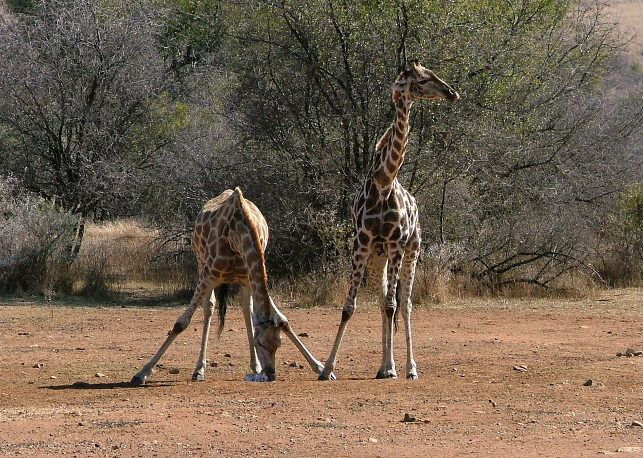 Image of South African Giraffe