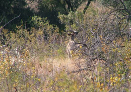 Image of Greater Kudu