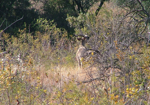 Image of Greater Kudu