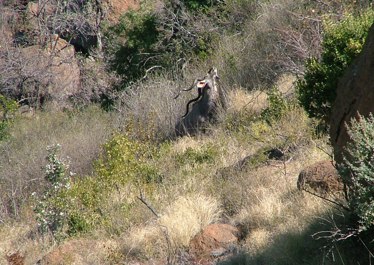 Image of Greater Kudu