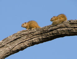 Image of Smith's Bush Squirrel