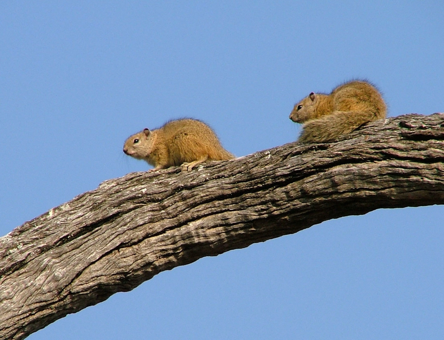 Image of Smith's Bush Squirrel