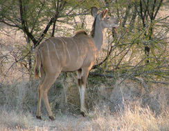 Image of Greater Kudu