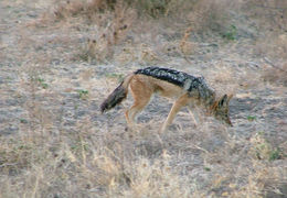 Image de chacal à chabraque