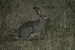 Image of Savannah Hare