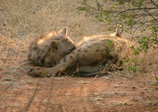 Image of Spotted Hyaenas