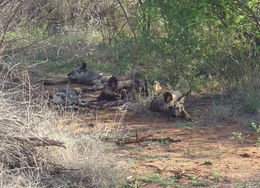 Image of African Hunting Dog