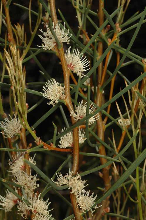 Image of Hakea mitchellii Meissn.