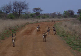 Image of African Hunting Dog