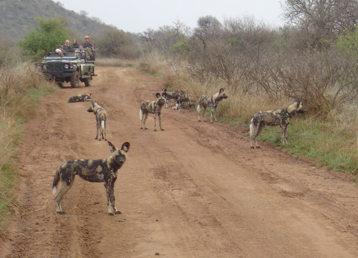 Image of African Hunting Dog