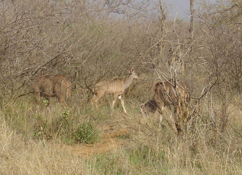 Image of Greater Kudu