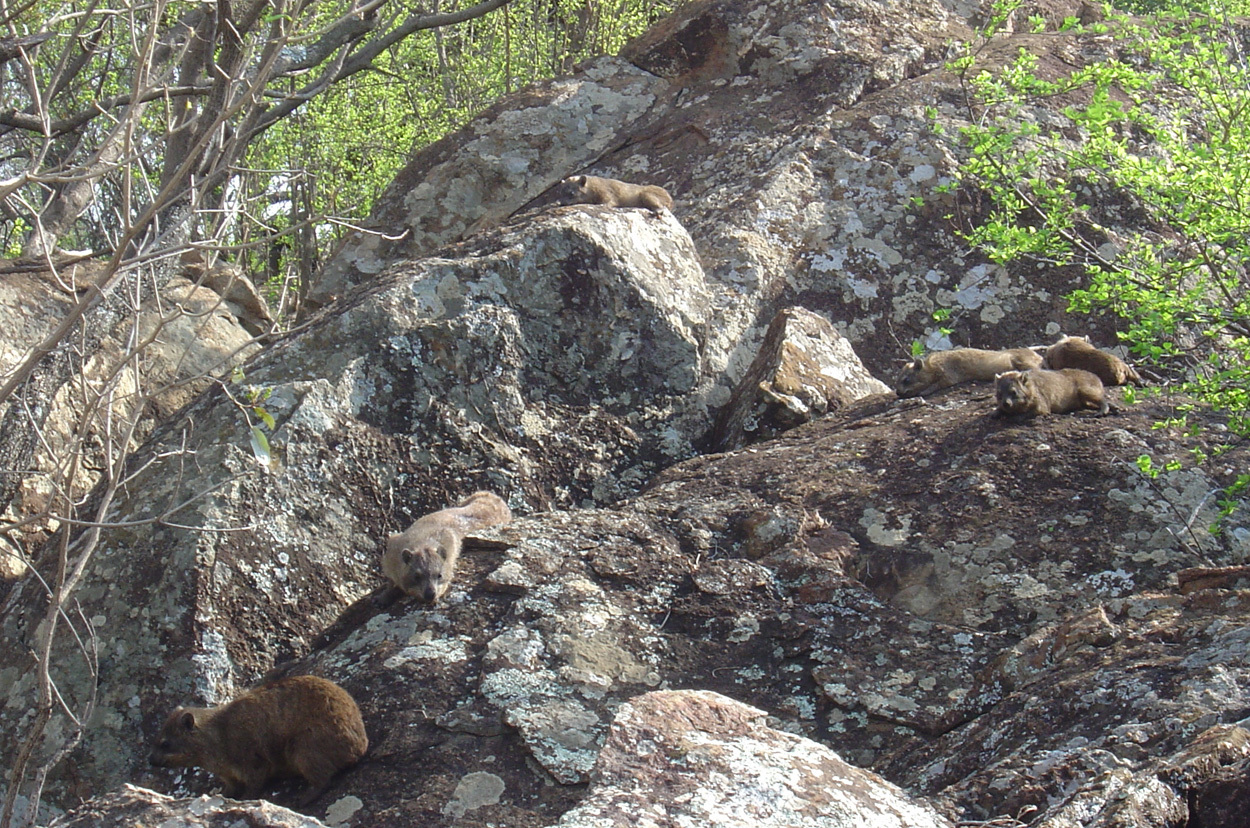 Image of Rock Hyrax