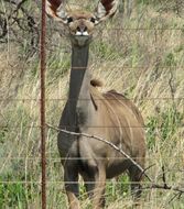 Image of Greater Kudu