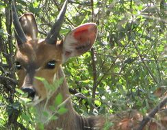 Image of Bushbuck