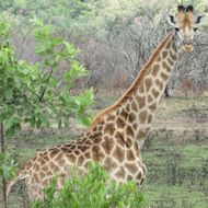 Image of South African Giraffe