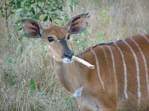 Image of Nyala