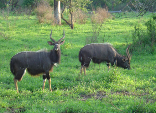 Image of Nyala