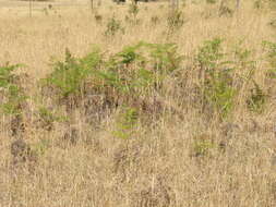 Image of Pteridium esculentum (G. Forst.) Nakai