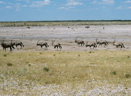 Image of Gemsbok