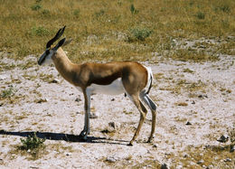 Image of Springbok