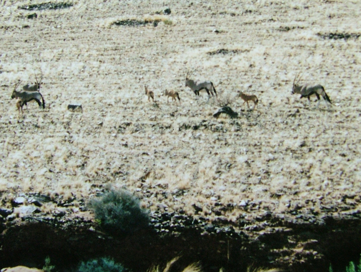 Imagem de Oryx gazella (Linnaeus 1758)