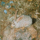 Image of Jameson's Red Rock Hare