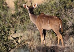 Image of Greater Kudu