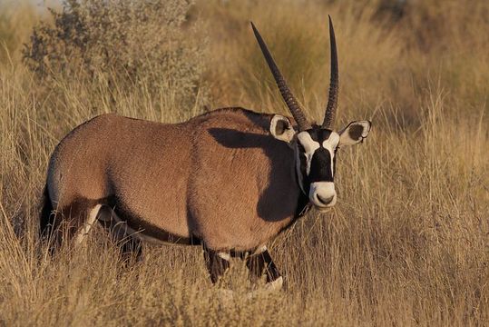 Image of Gemsbok