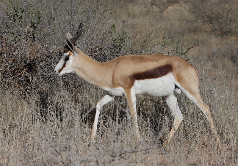 Image of Springbok