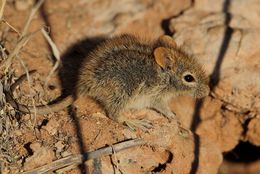 Image of Four-striped Grass Mouse