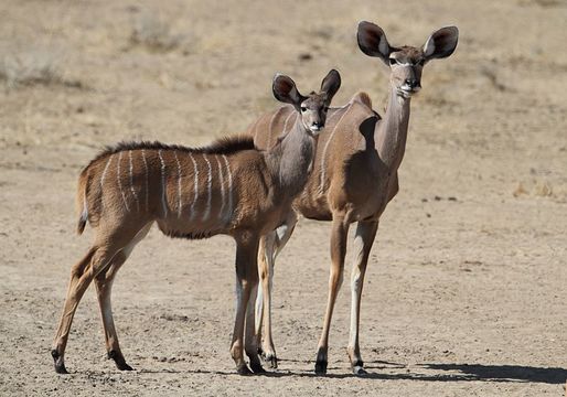 Image of Greater Kudu