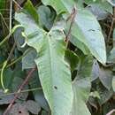 Image of Anthurium argyrostachyum Sodiro