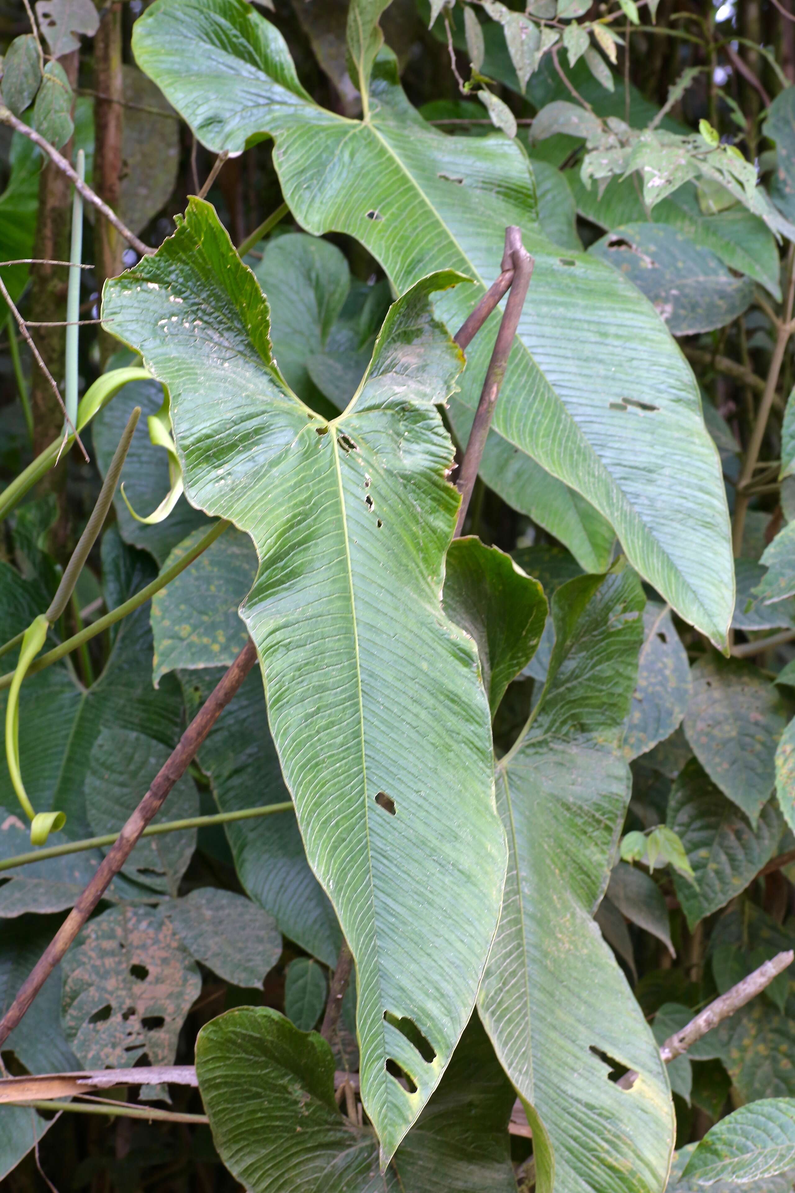 Image of Anthurium argyrostachyum Sodiro