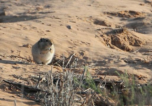 Parotomys brantsii (A. Smith 1834) resmi