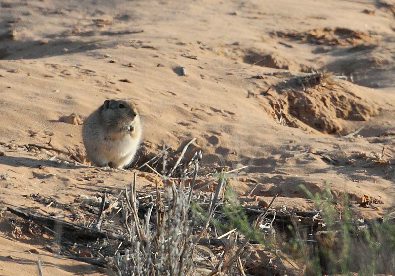 Image of Brants' Whistling Rat