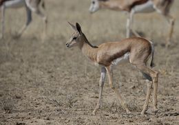 Image of Springbok