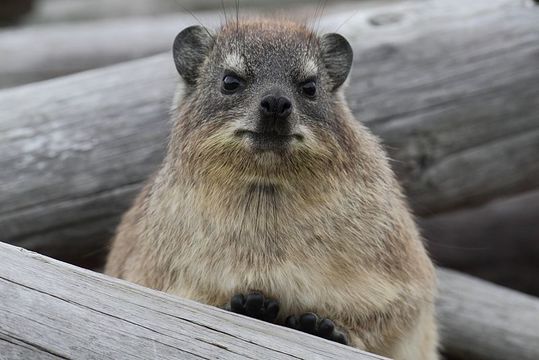 Image of Rock Hyrax