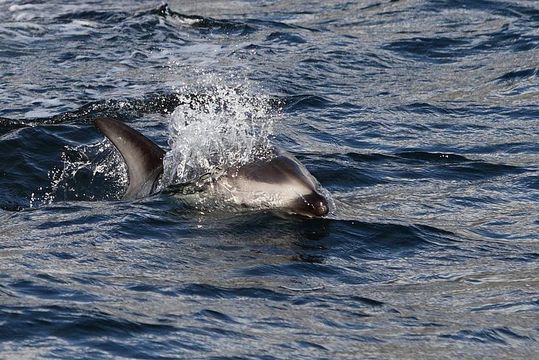 Слика од Lagenorhynchus Gray 1846