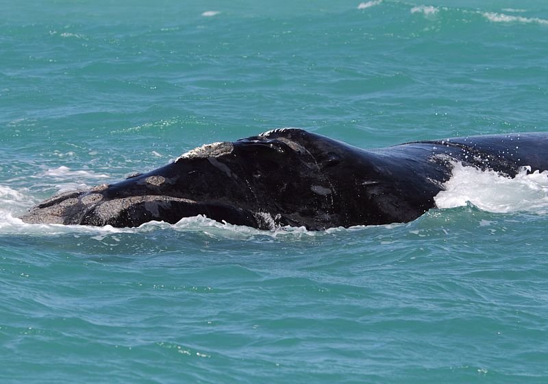 Image of Right whale