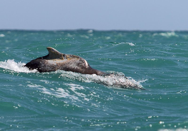 Image of Indian Humpback Dolphin