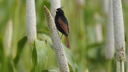 Plancia ëd Emberiza lathami Gray & JE 1831