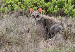 Image of wild cat