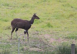 Image of Bushbuck