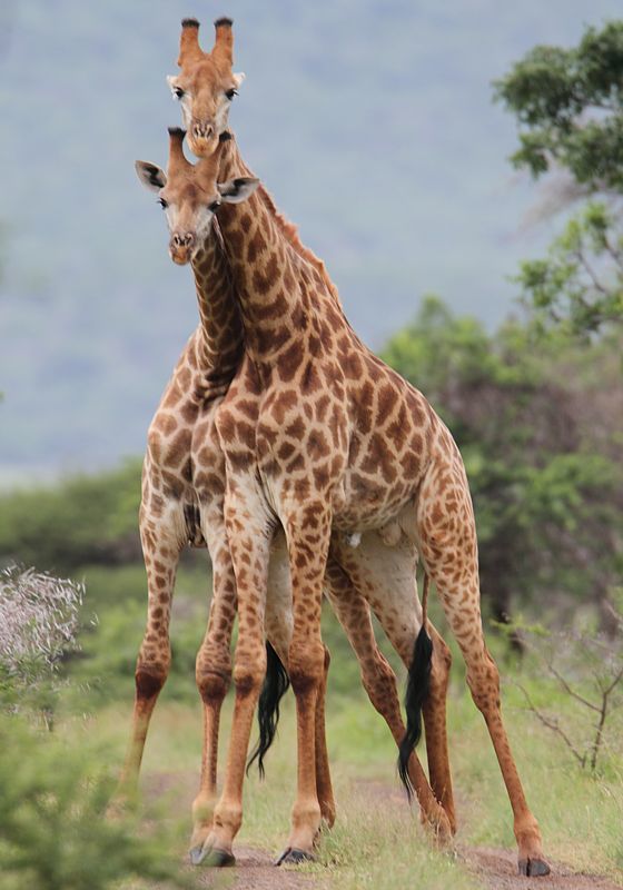 Image of South African Giraffe