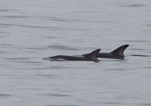 Слика од Lagenorhynchus Gray 1846